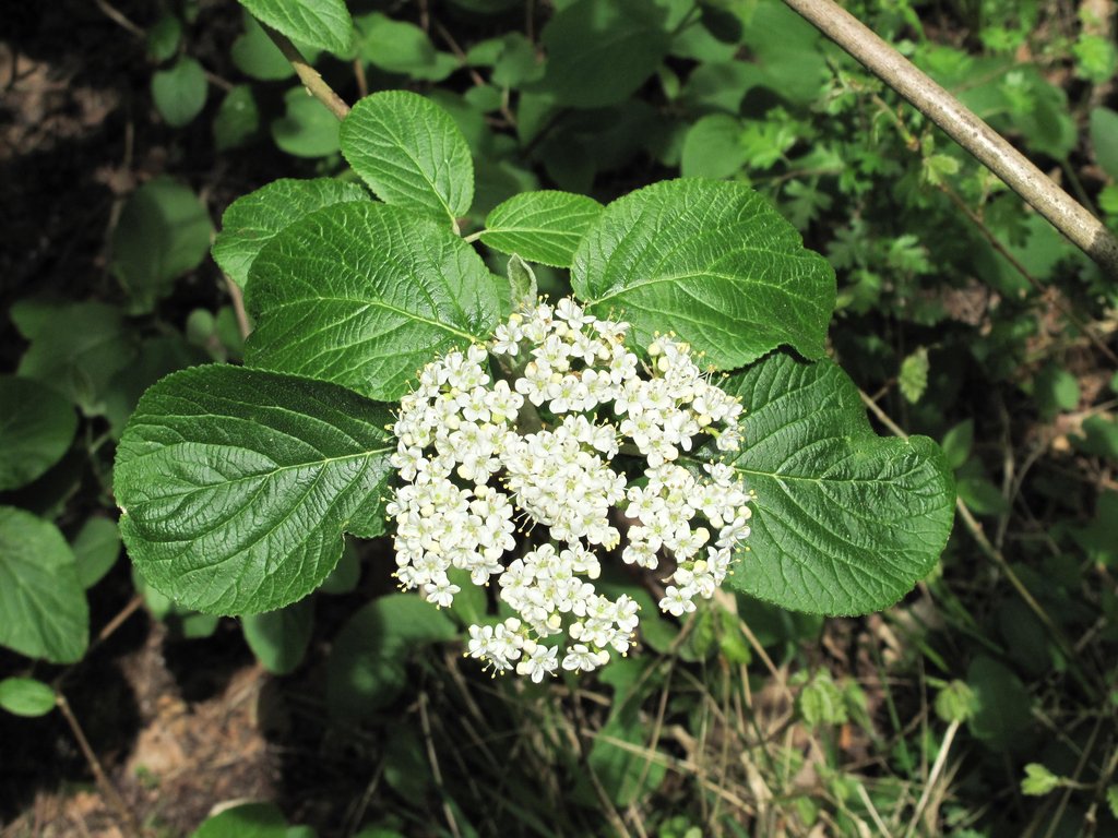 Viburnum lantana
